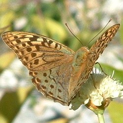 Argynnis pandora